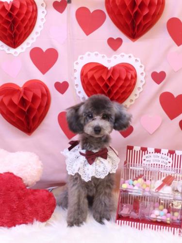 20240203ことわくん 